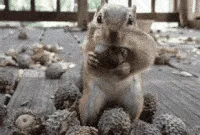 Let's elevate the acorn game!