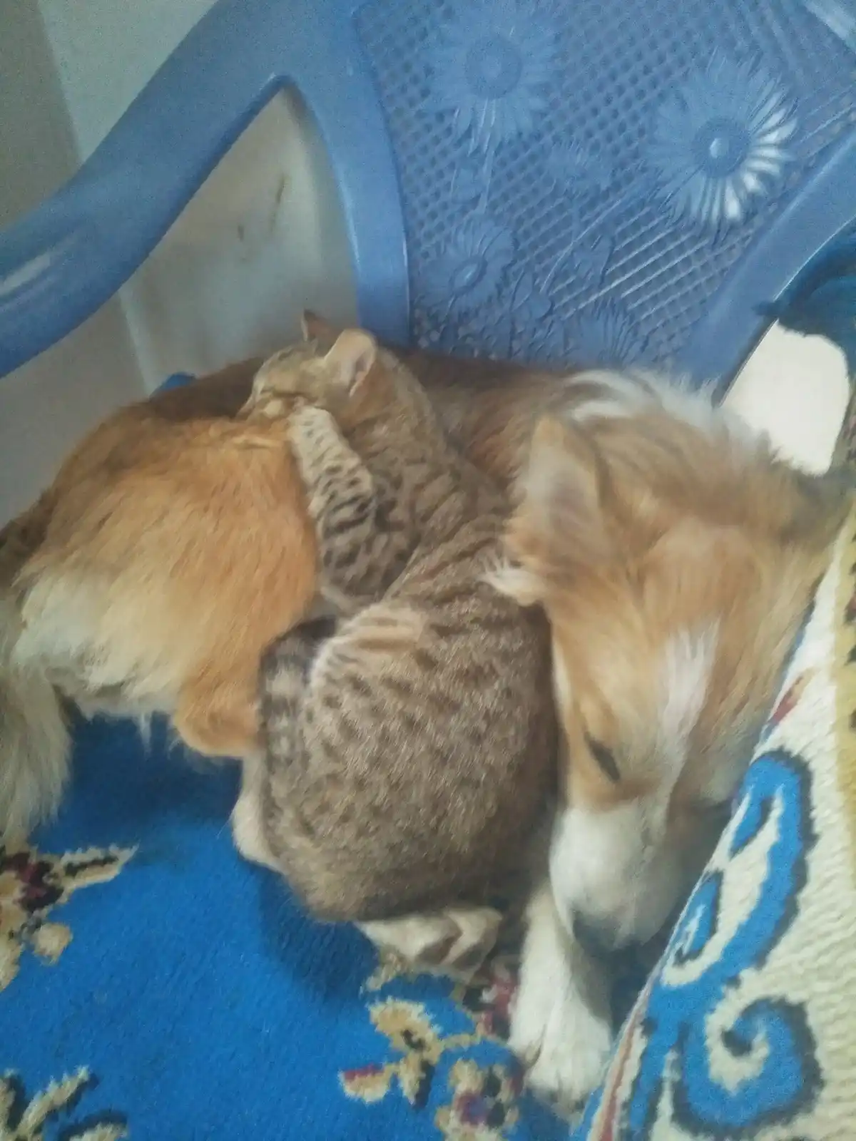 A fluffy orange cat, a tabby cat, and a fluffy dog are all curled up sleeping together on a blue patterned chair. The tabby…