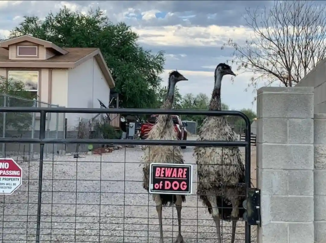Two large emus stand behind a metal gate in a residential yard, partially obscuring a red and white 'BEWARE of DOG' sign. A…