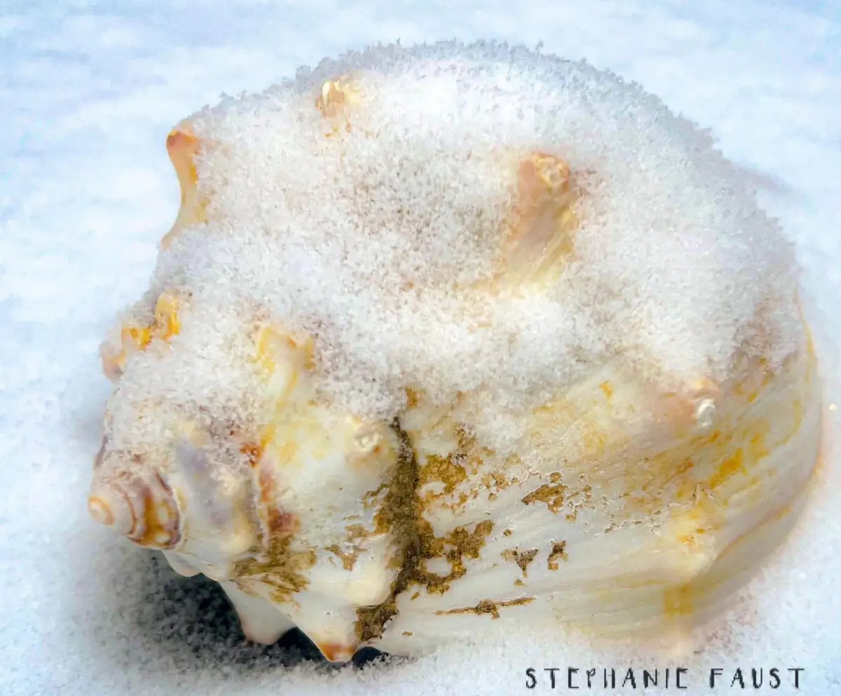 A large, textured seashell with cream and orange-brown patterns is partially buried in white snow, creating a surreal winter…