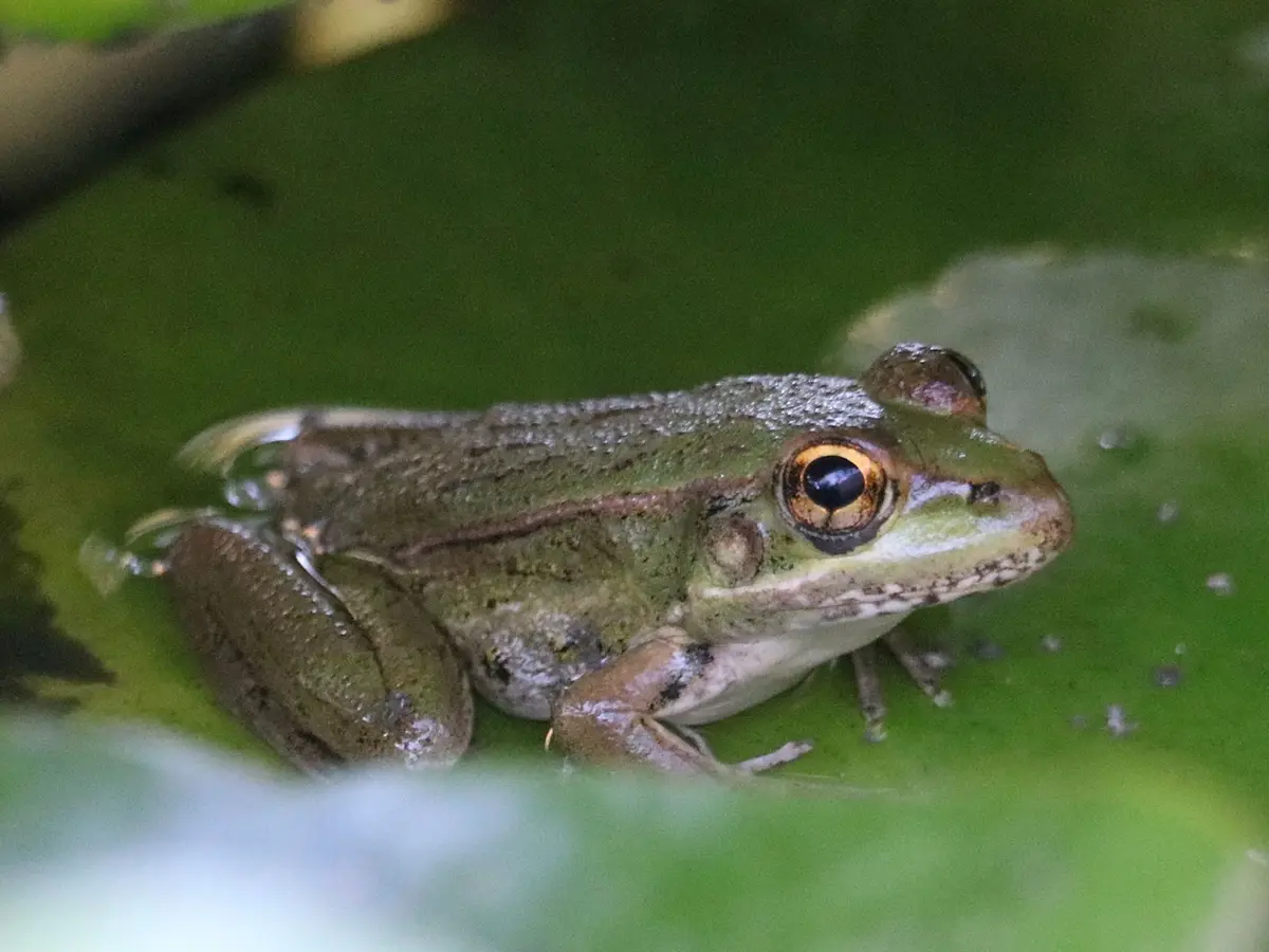 The Fascinating World of Frogs