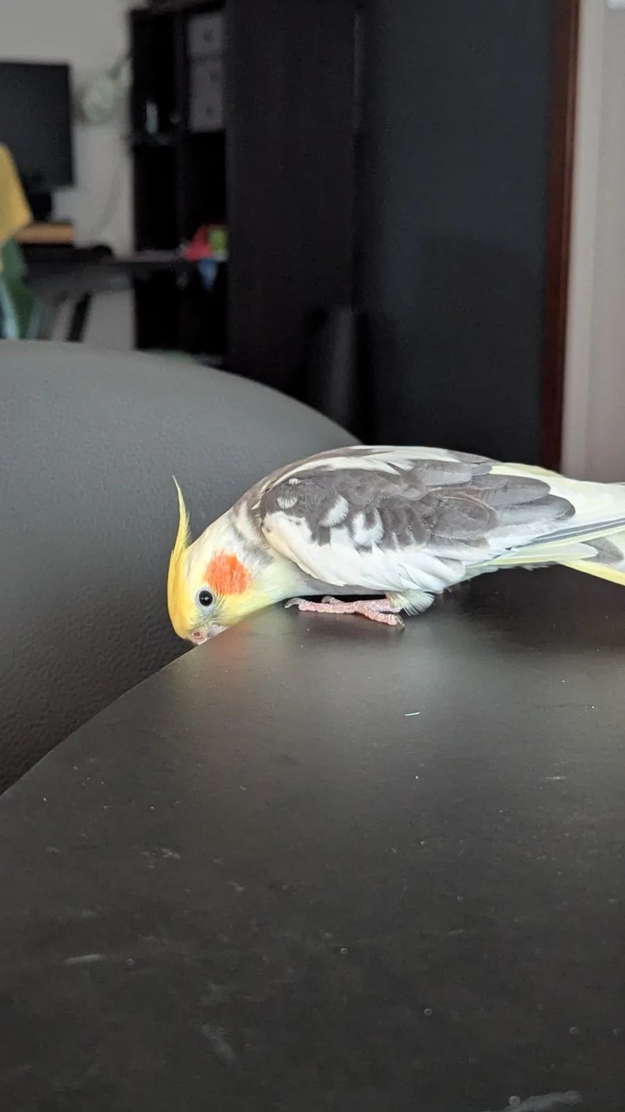 A cockatiel with yellow crest and orange cheek patch is perched on a dark table, head down in a resting posture. The…