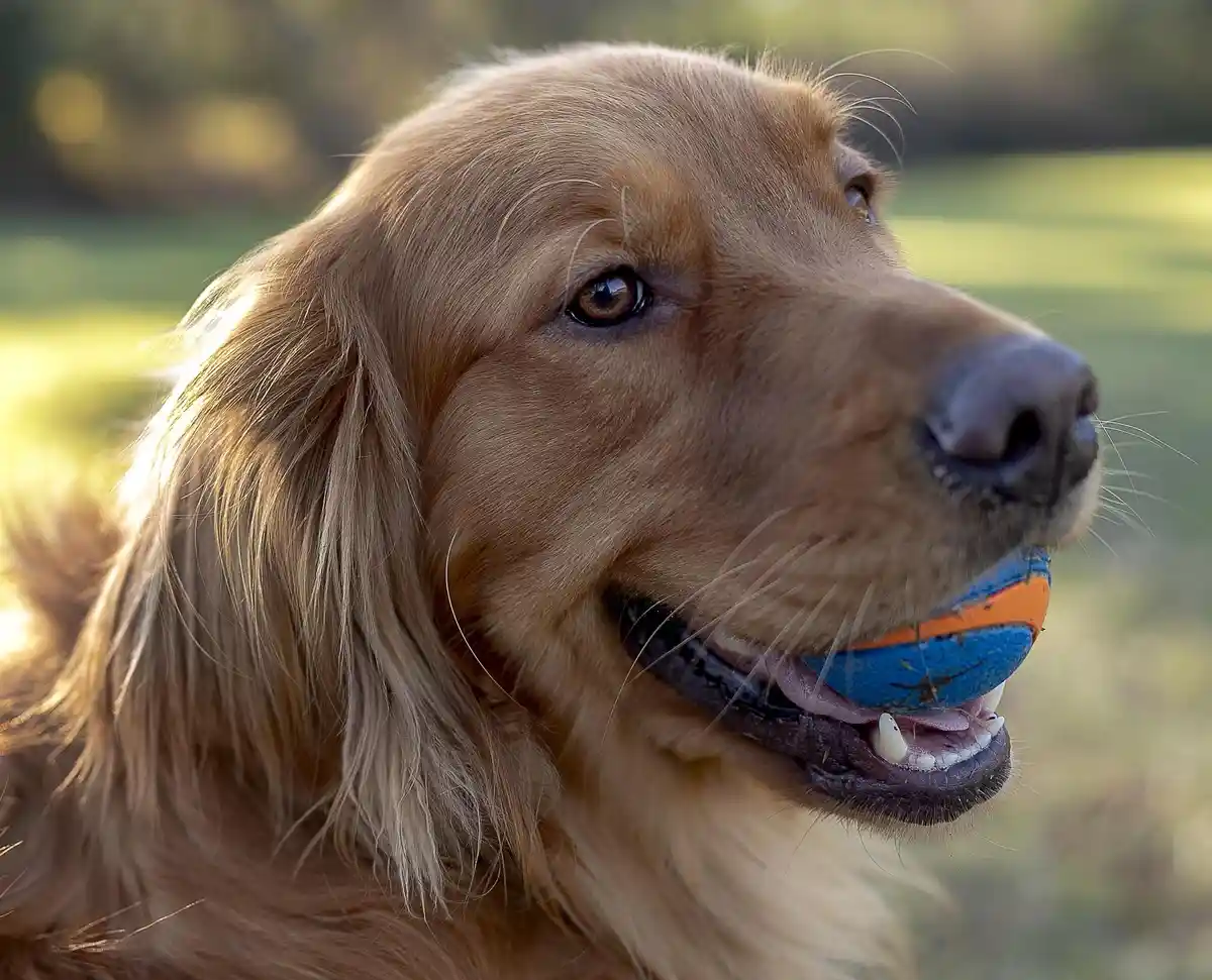 A close-up of a golden retriever with long, golden fur, holding a blue and orange ball in its mouth while looking off to the…
