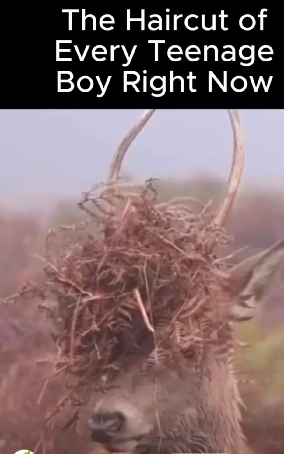 A deer with a large, messy tangle of dry twigs and branches stuck to its head, resembling a chaotic haircut. The overlaid…