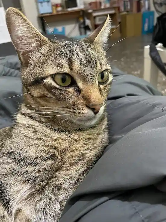 A close-up photo of a tabby cat with green eyes and striped fur, looking directly at the camera with a slightly unimpressed…