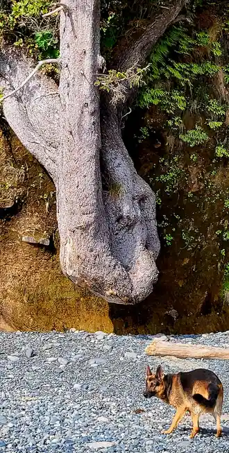 a german shepherd dog stands on a pebbled beach looking up at a large, gnarled tree trunk that has a distinct, humorous…
