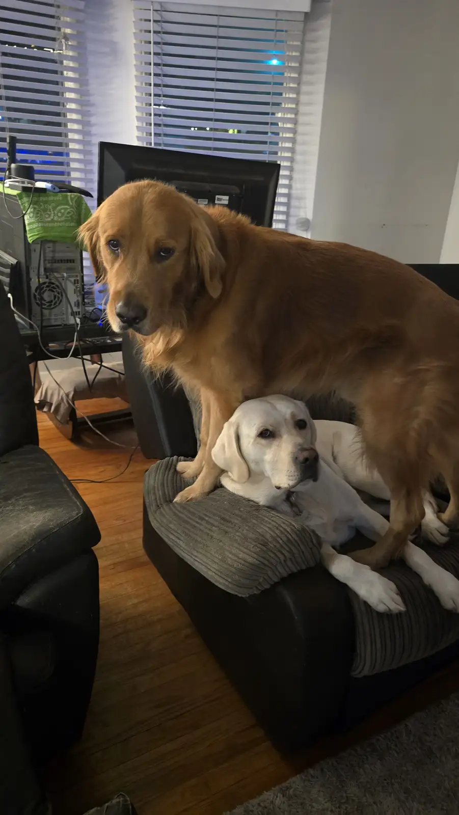 A golden retriever stands over a white labrador who is lying down on a black couch with a grey corduroy cushion. The golden…
