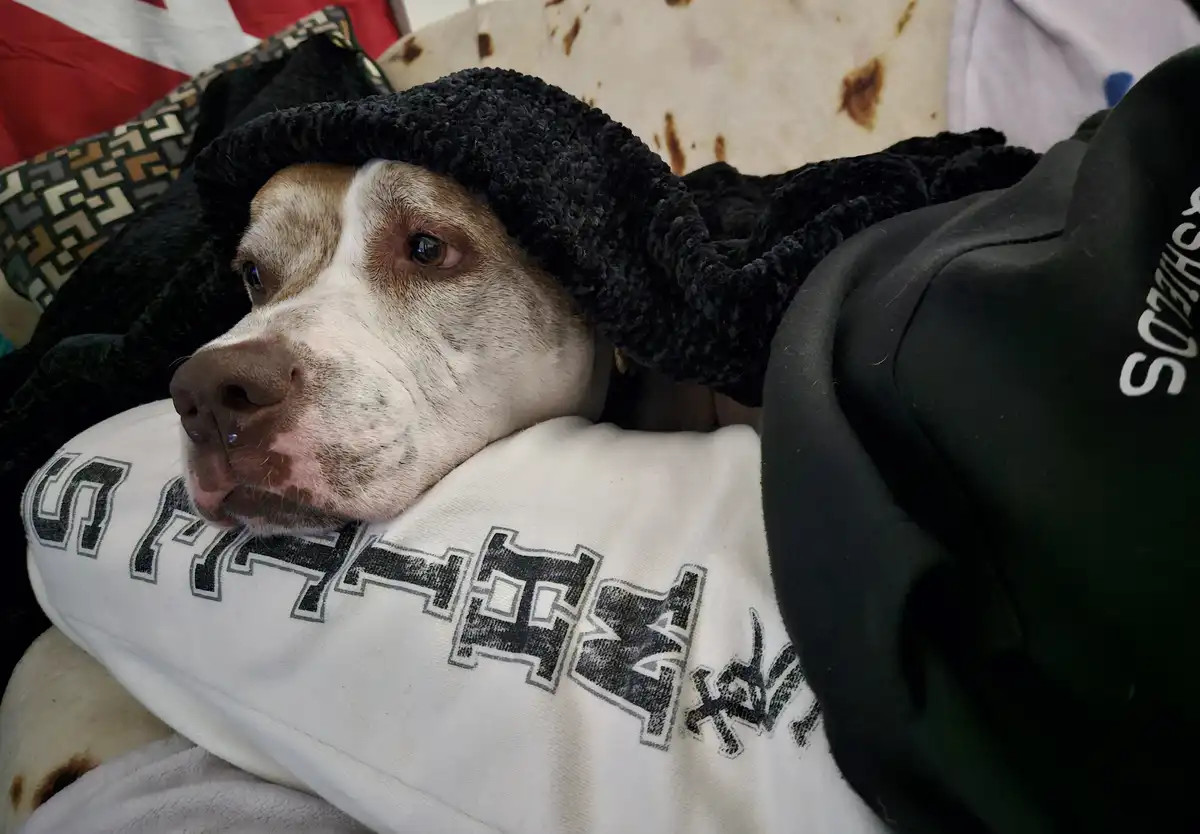 A brown and white dog with a sad, tired expression rests its head on a white sweatshirt with black lettering, partially…