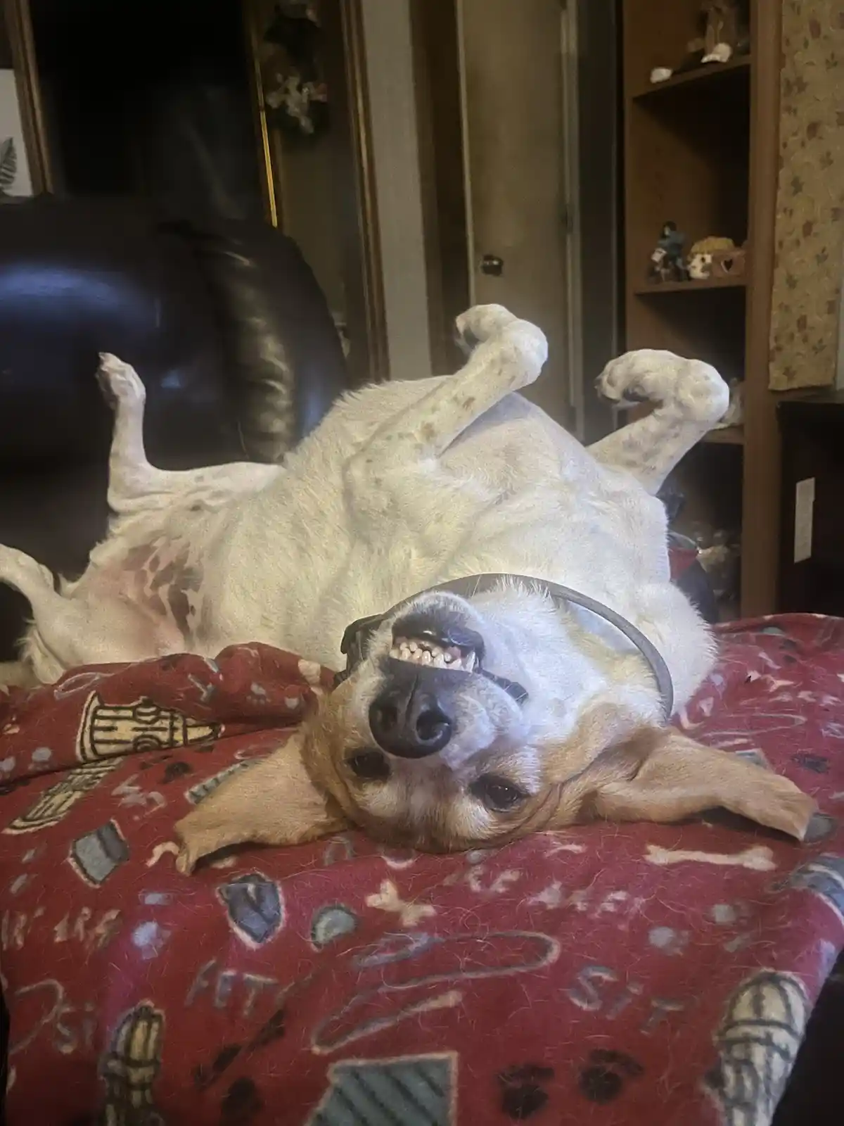 Meet the goofy coonhound!