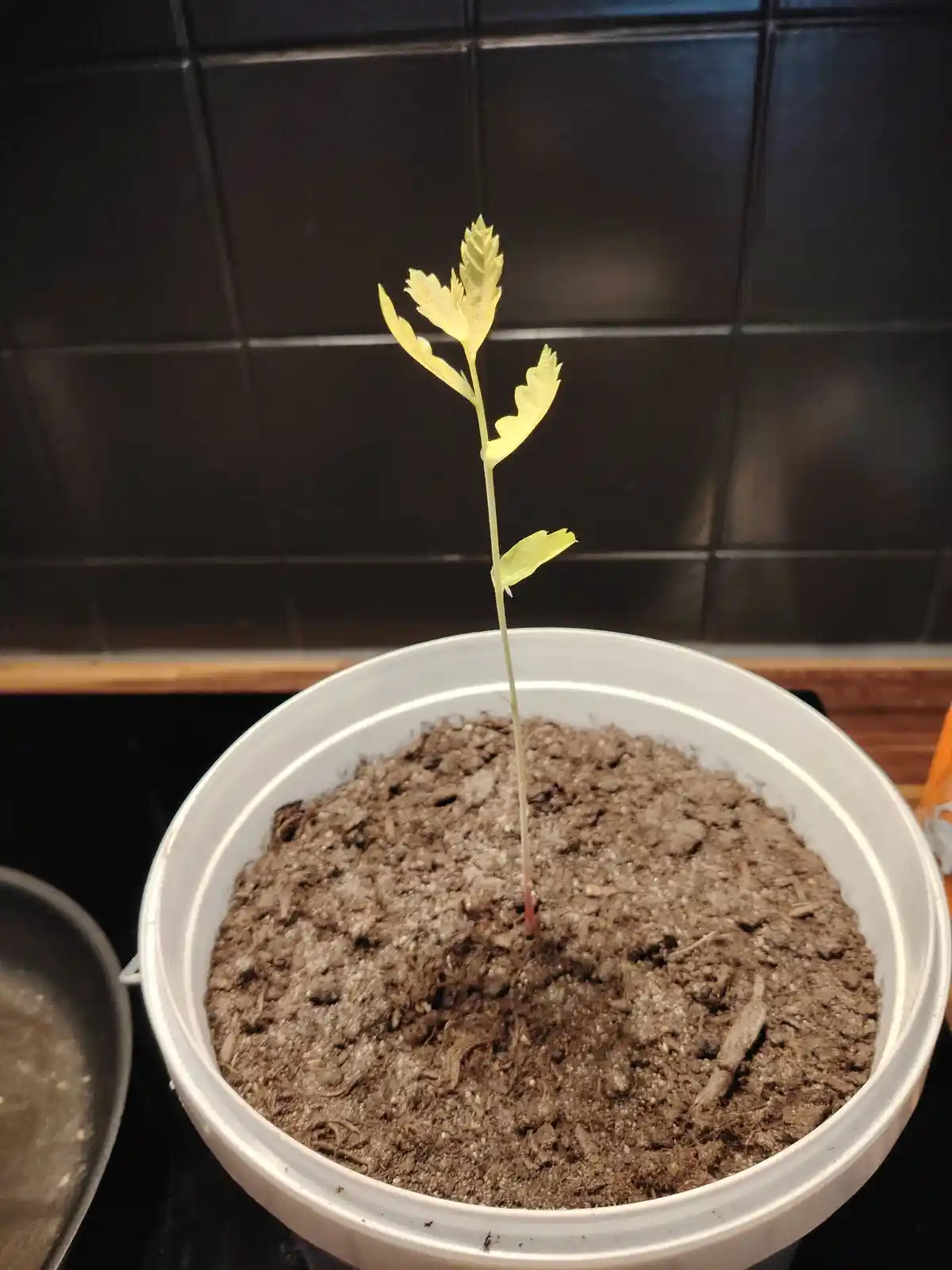 A small, pale yellow sapling with several leaves grows from soil in a white plastic pot, placed on a kitchen counter against…