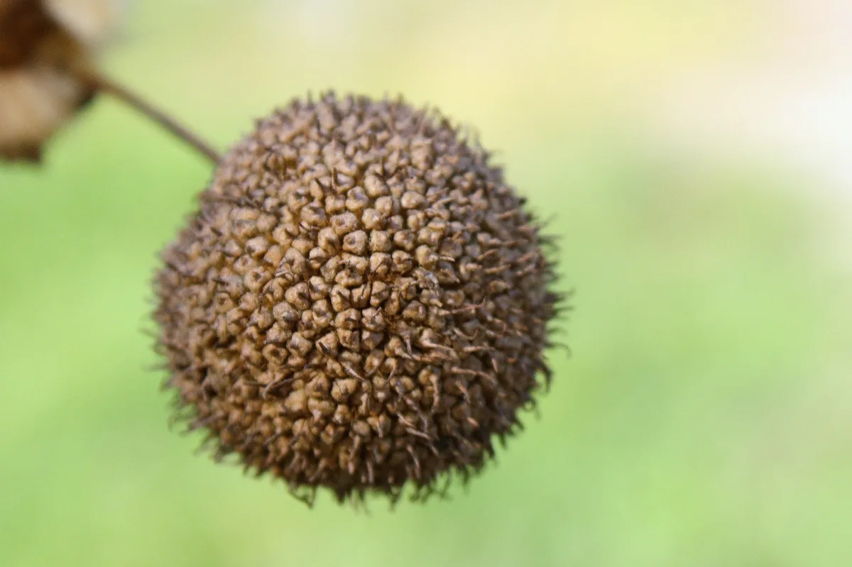 A close-up photo shows a round, brown, spiky seed pod hanging from a branch against a blurred green background. The overlaid…