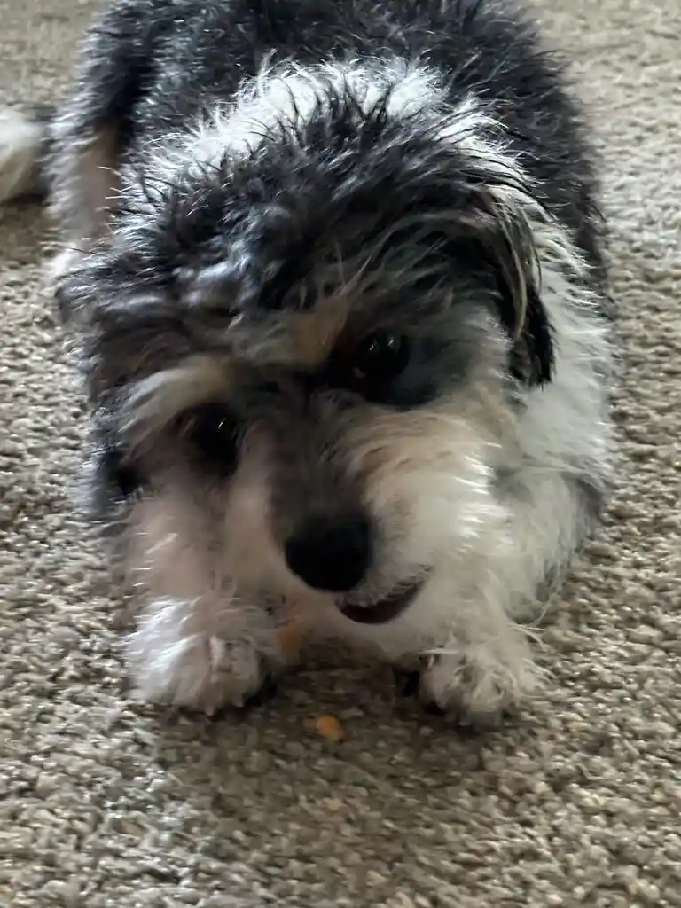 A close-up photo of a small, fluffy black-and-white dog lying on a beige carpet, looking directly at the camera with a sad…