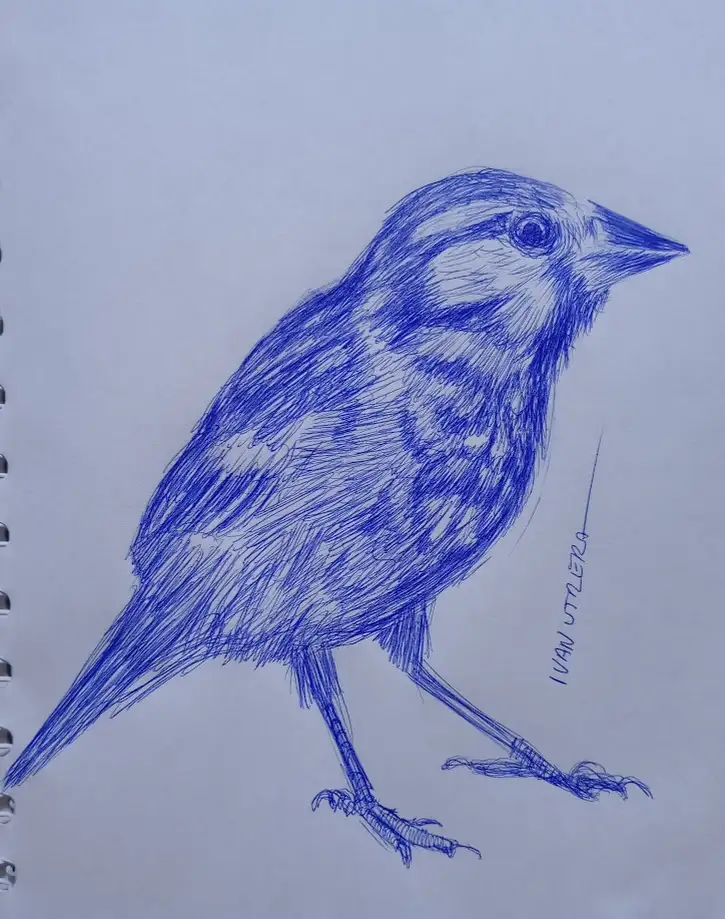 A detailed blue ink sketch of a small bird on spiral-bound paper, with the artist's signature 'IVAN UTZLETA' visible…