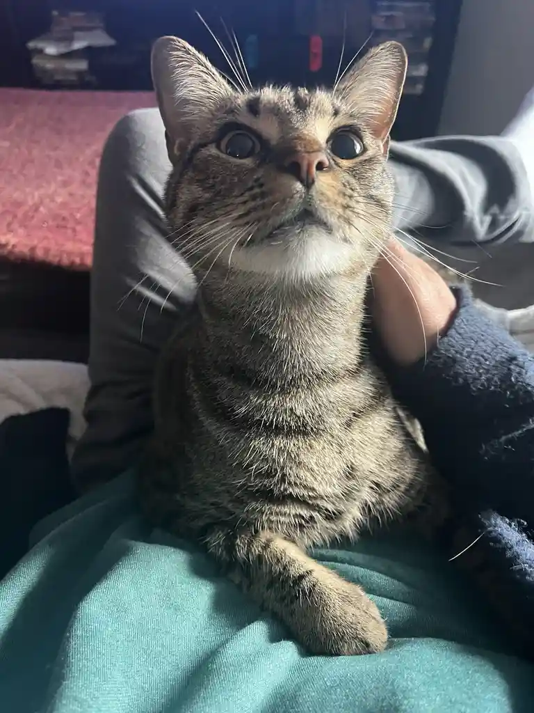 A tabby cat with wide, startled eyes looks upward while being held by a person wearing a dark blue sweater. The cat is…