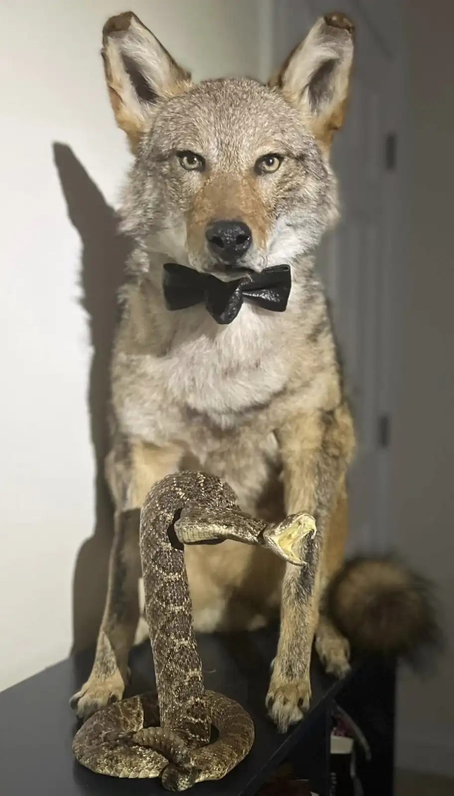 Meet Wellington the Taxidermied Coyote and His Sidekick Maraca the Rattlesnake!