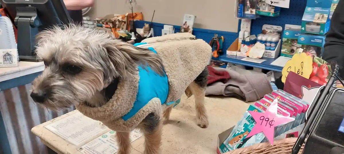 Alfie looking dapper in his stylish new coat!