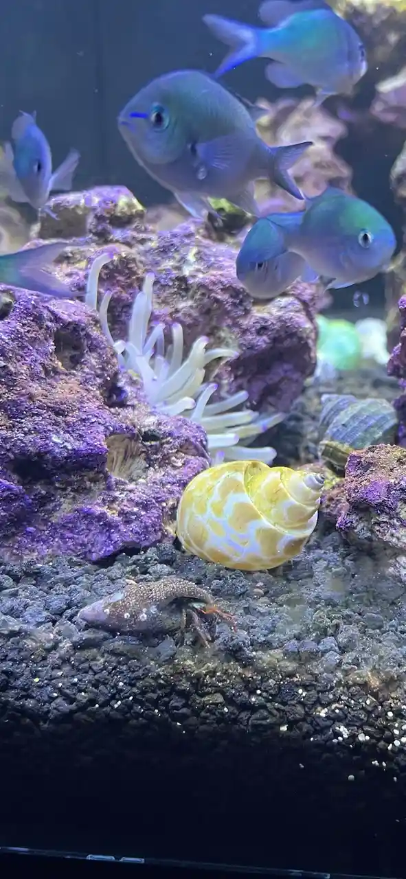 An underwater aquarium scene shows a hermit crab with a yellow and white patterned shell on dark gravel, with several blue…