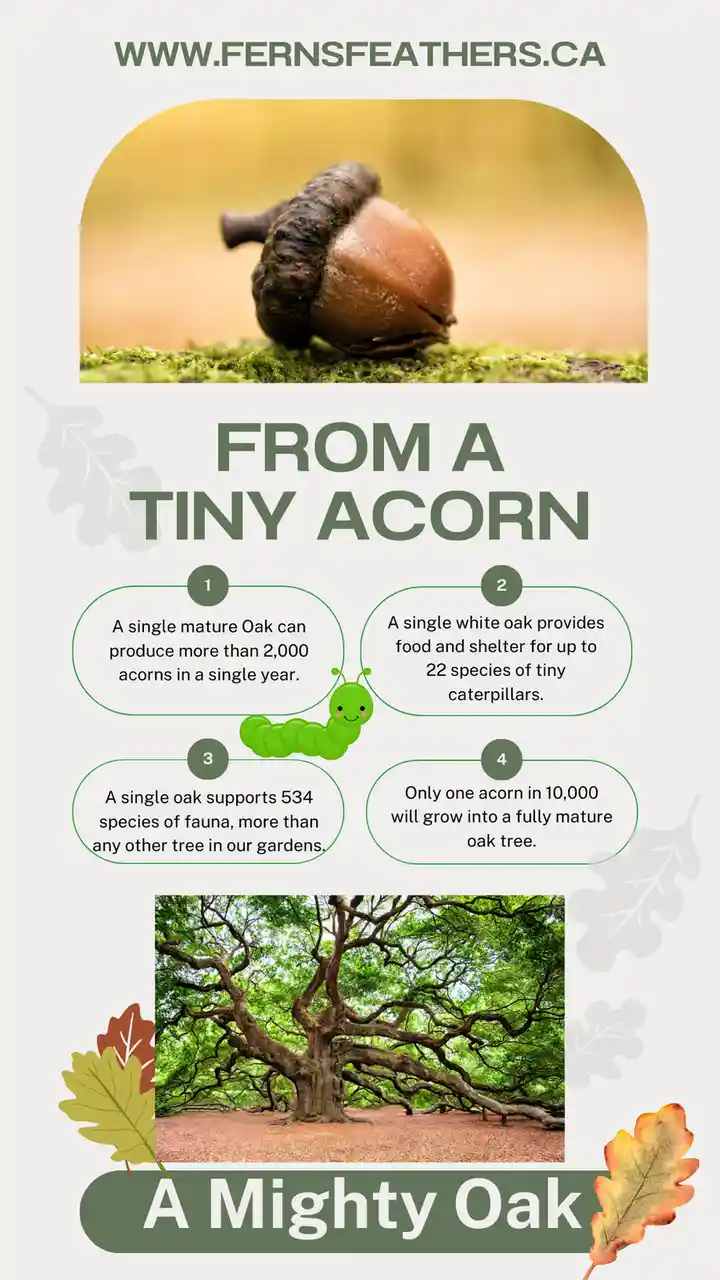 An infographic titled 'FROM A TINY ACORN' shows a close-up photo of a single acorn on moss at the top and a photo of a…
