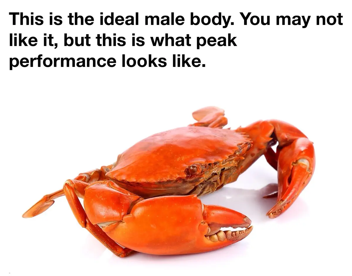 A bright red cooked crab is shown against a plain white background. Overlaid text declares it 'the ideal male body' and…