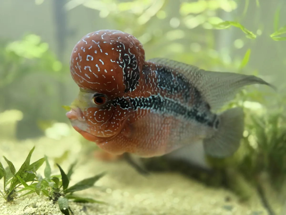 Meet the Unique ZZ Flowerhorn