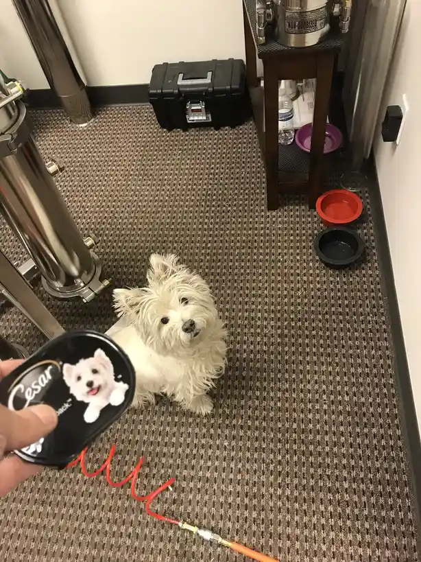 A small white fluffy dog sits on a patterned carpet in a room with industrial equipment, looking up at a person holding a…