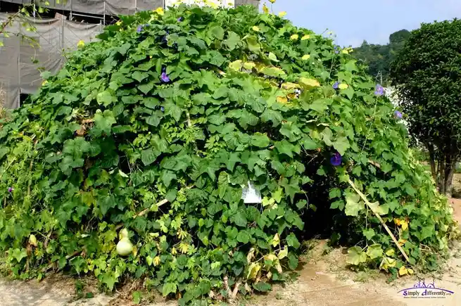 A large, dome-shaped structure made of dense green vines, purple flowers, and a visible gourd, resembling a natural igloo or…