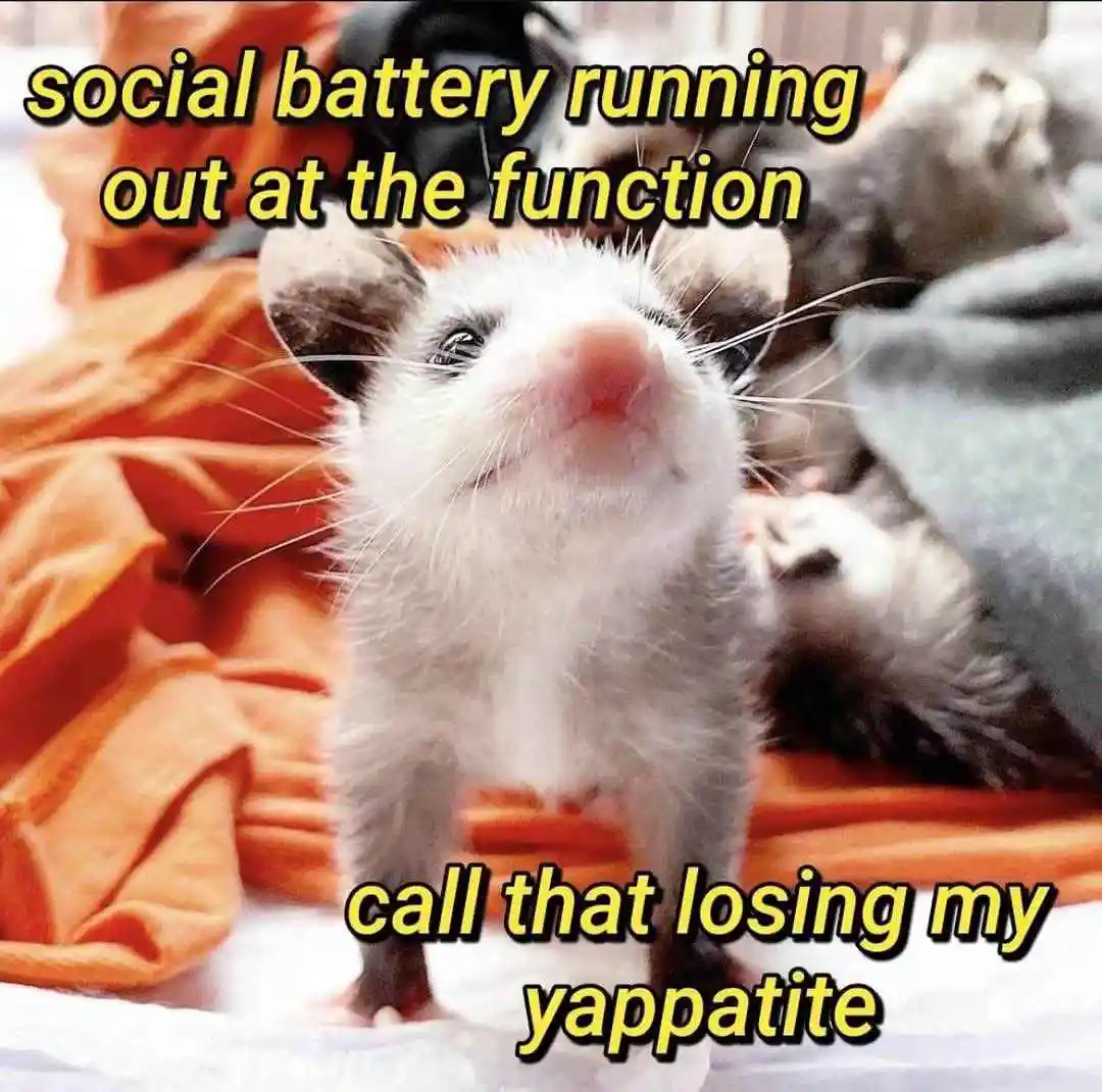 A close-up photo of a small, white and gray opossum with dark eyes and a pink nose, standing on a bed with orange and gray…