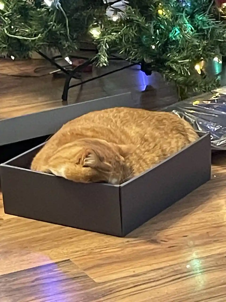 A ginger cat is curled up and sleeping inside a dark gray rectangular box on a wooden floor, with a lit Christmas tree…