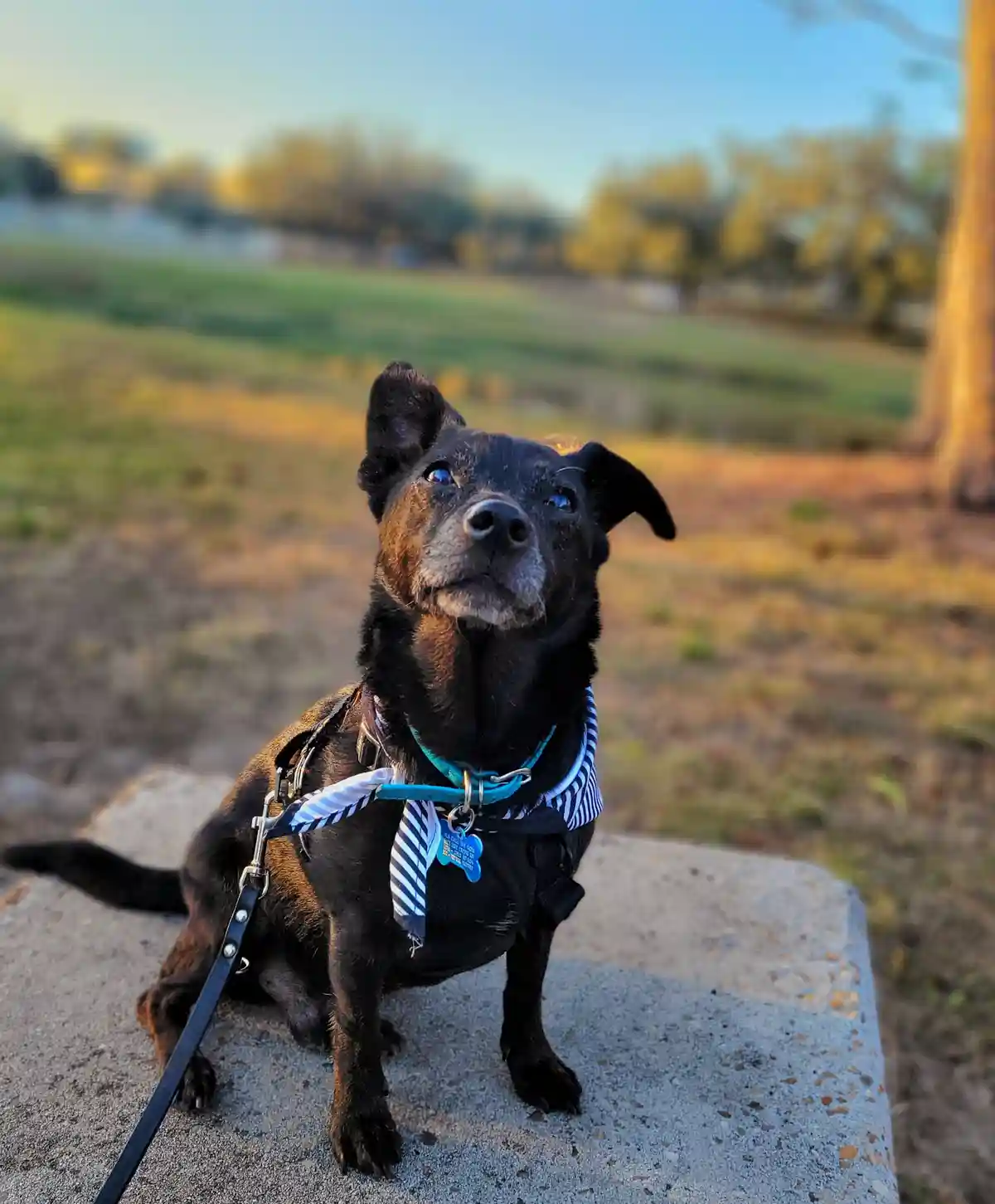A black and brown dog wearing a blue harness and a striped tie sits on a concrete ledge outdoors, looking upward with a…