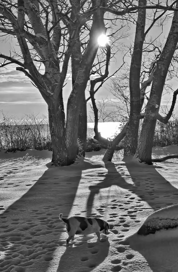 A black-and-white photo shows a small dog walking through snow-covered ground, leaving paw prints. The dog is positioned in…