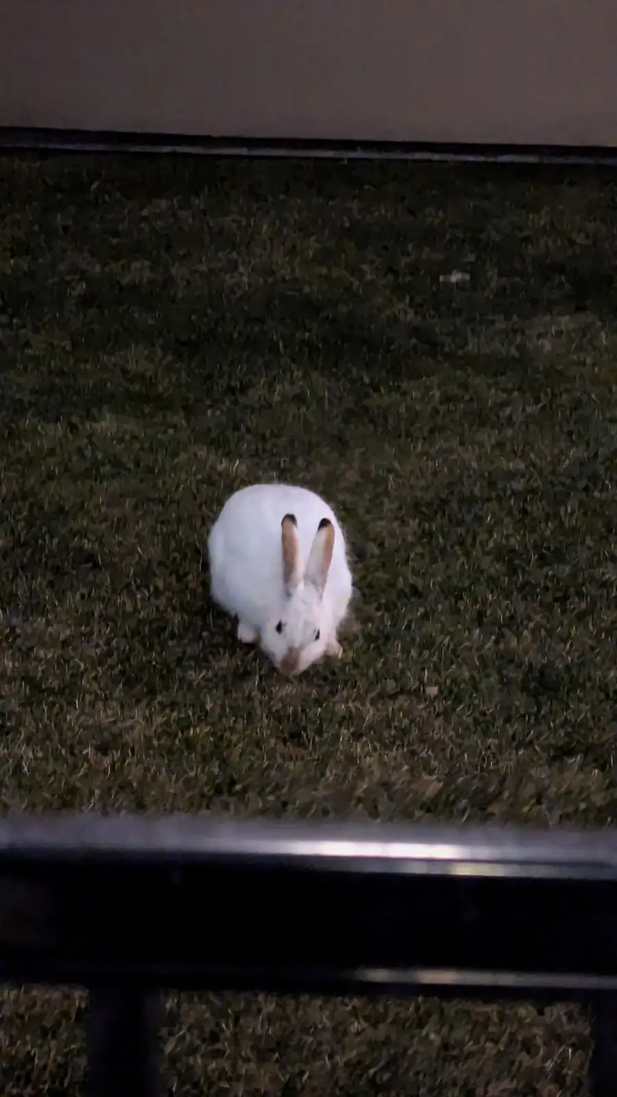 A small white rabbit sits centered on dark green artificial turf, looking up at the camera with its ears perked. The image…