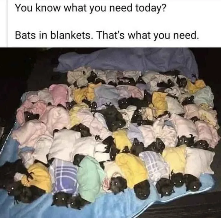 A large pile of small bats, each wrapped in a different colored blanket or piece of clothing, are arranged on a blue…