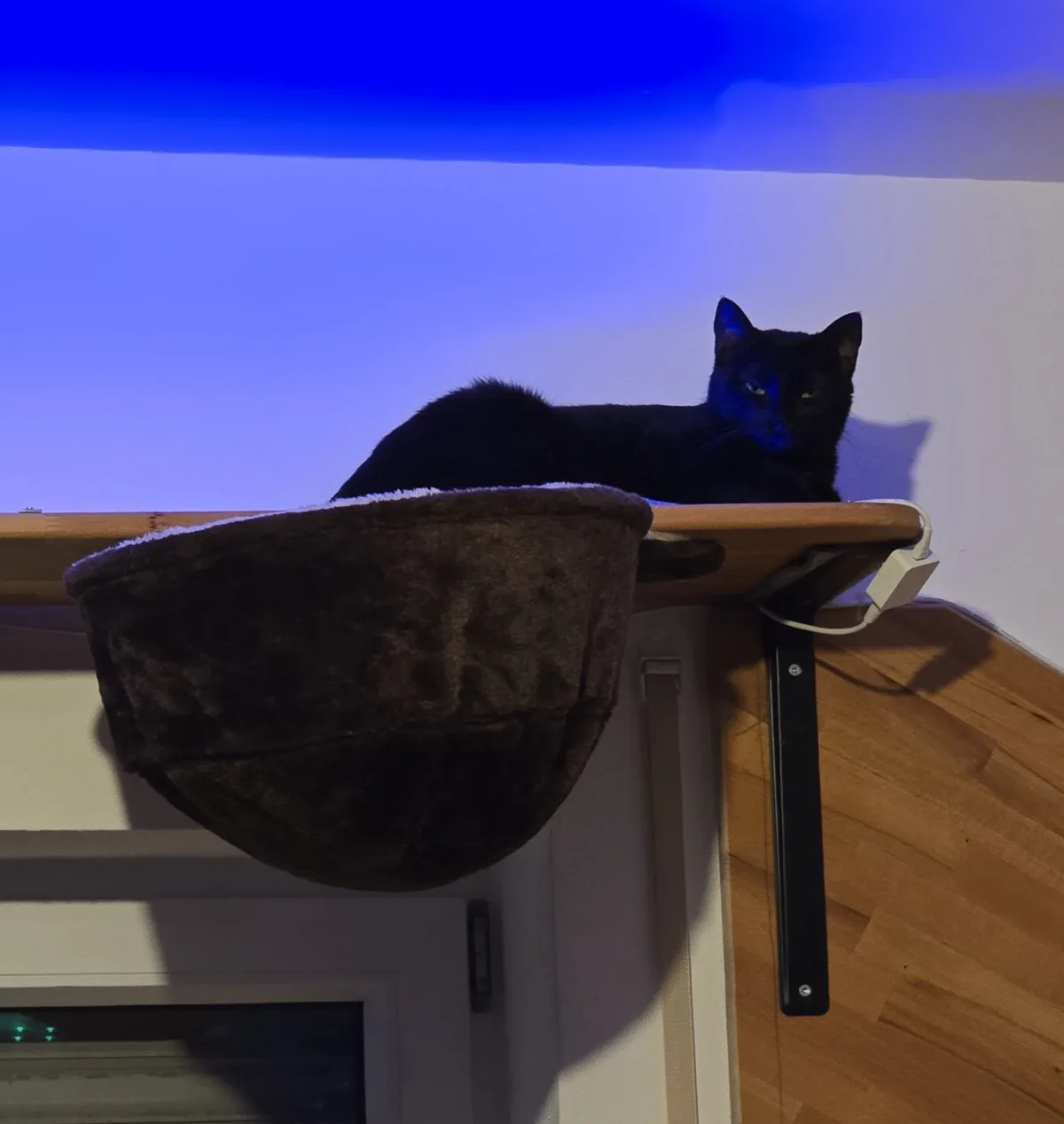 A black cat lounges atop a wooden platform attached to a wall, with a brown, plush, bowl-shaped cat bed hanging below it…