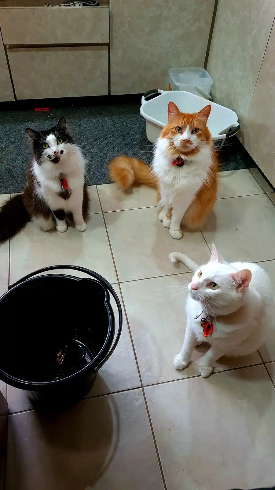 Three cats sit on a tiled floor in a room, looking upward with expressions of confusion or suspicion. A black bucket sits in…