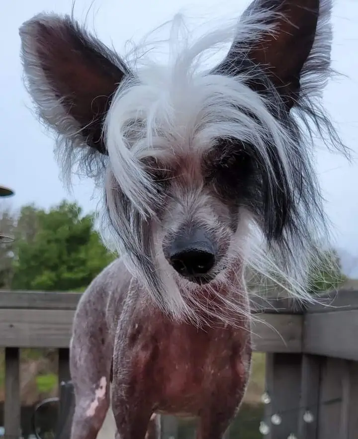 A close-up photo of a Chinese Crested dog with mostly hairless skin and a tuft of white hair on its head, standing on a…