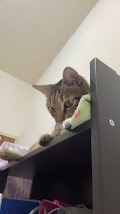 A tabby cat is peeking over the edge of a dark shelf, holding a green and white plush toy in its paws. The cat's eyes are…