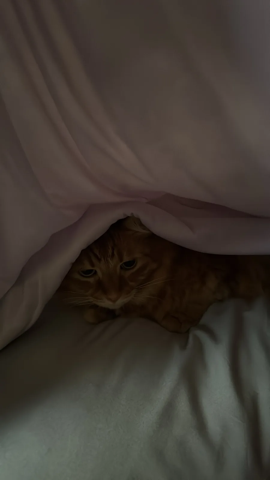 An orange tabby cat peeks out from under a white blanket, its eyes half-lidded and expression looking tired or unimpressed…