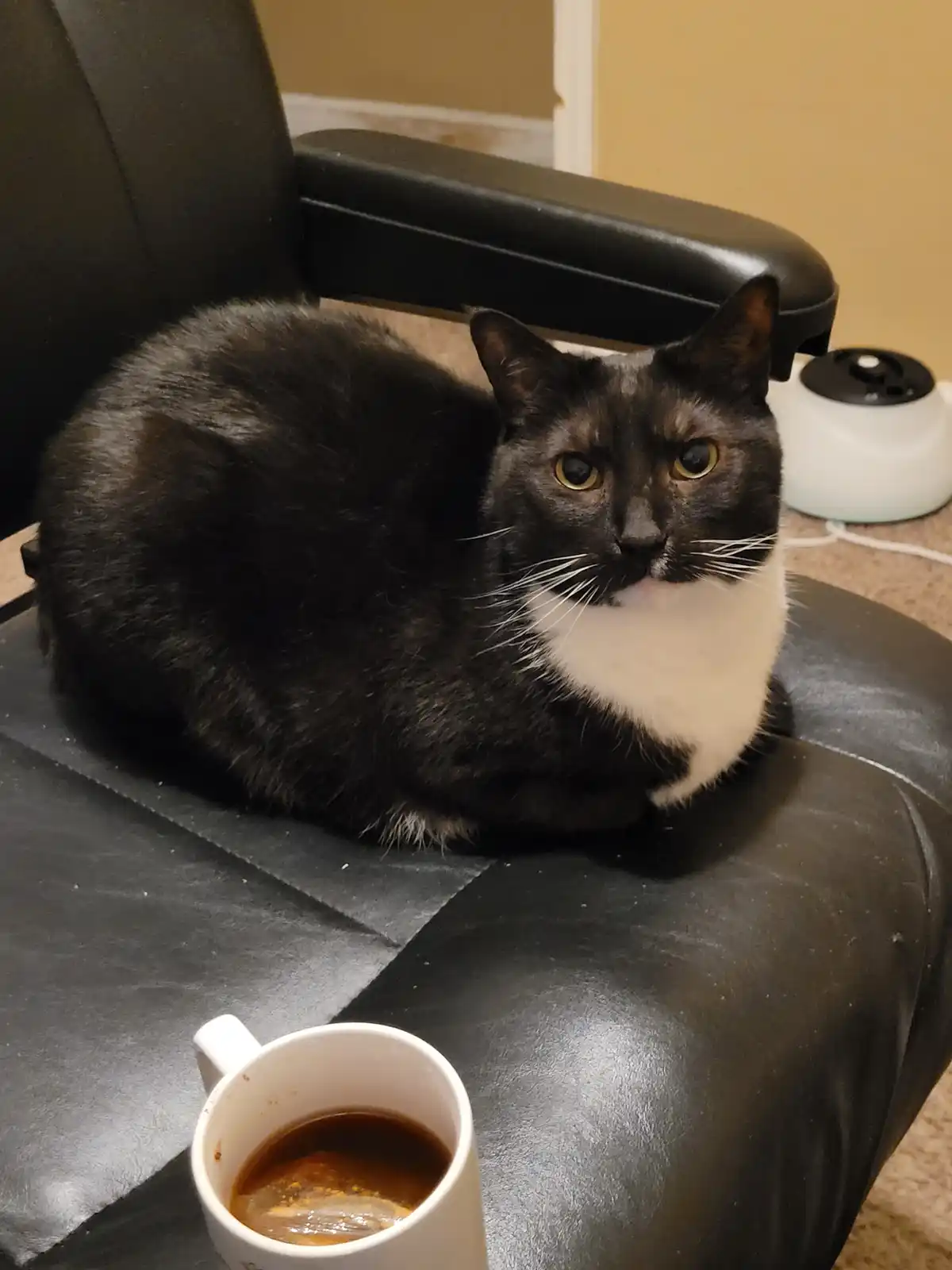 A black and white cat with a white chest sits curled on a black leather chair, looking directly at the camera with a calm…