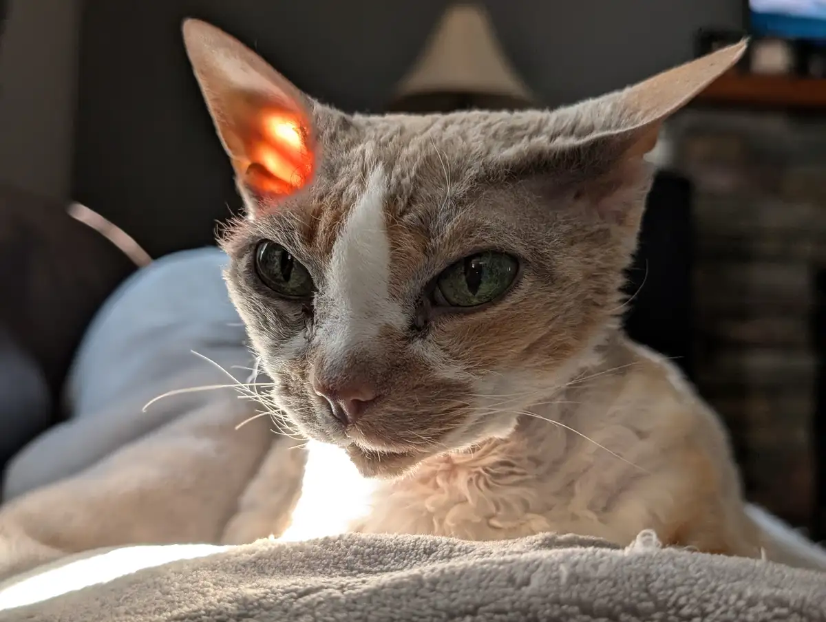 A close-up of a hairless cat with green eyes and a white stripe on its face, lying on a blanket. Sunlight streams in…