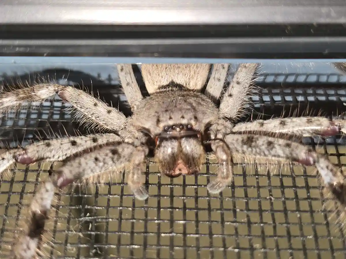 A large, hairy, brownish spider with multiple eyes and spiny legs is seen up close, resting on a black mesh screen. The…