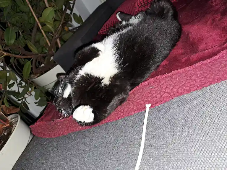 A black and white cat is lying on its back on a red blanket, exposing its belly and paws, appearing very relaxed. The cat is…