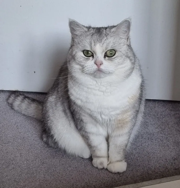A fluffy silver and white cat with green eyes sits on a gray carpet, looking directly at the camera with a stern…