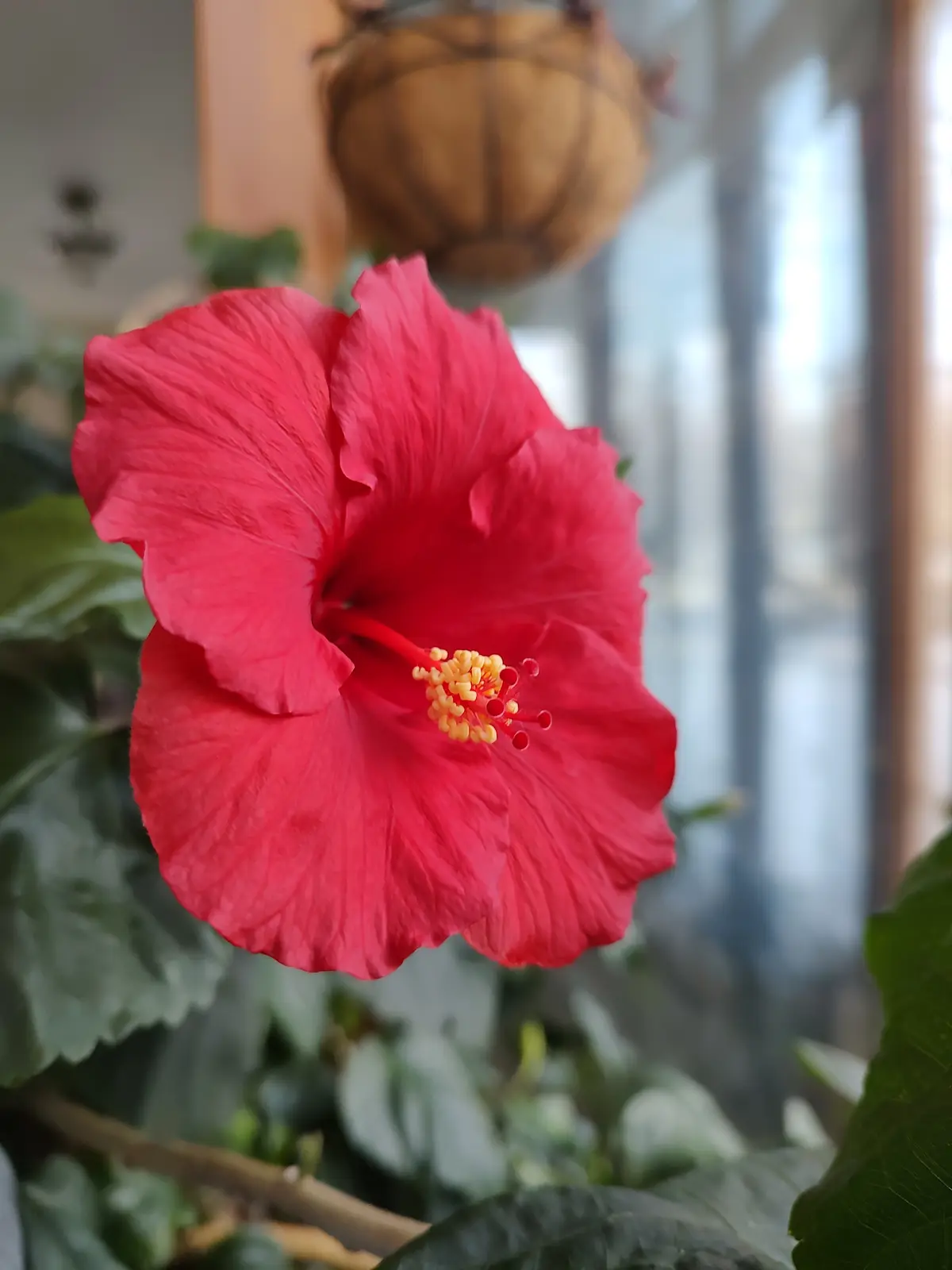 A vibrant red hibiscus flower with yellow stamens is in sharp focus, surrounded by green leaves, with a blurred background…