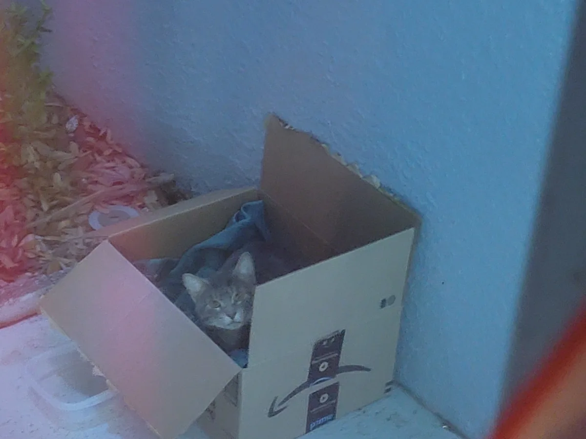 A gray tabby cat is peeking out from inside an open Amazon Prime cardboard box, which is sitting on a concrete surface next…