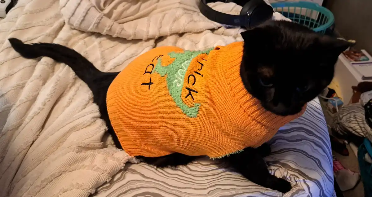 A black cat wearing an orange knitted pumpkin costume with green stem and the words 'trick or treat' stitched on it, lying…