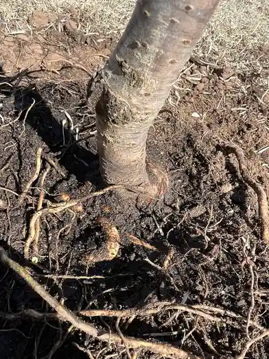 A close-up photo shows the base of a tree trunk with exposed, tangled roots in dark soil, some roots appear gnarled or…