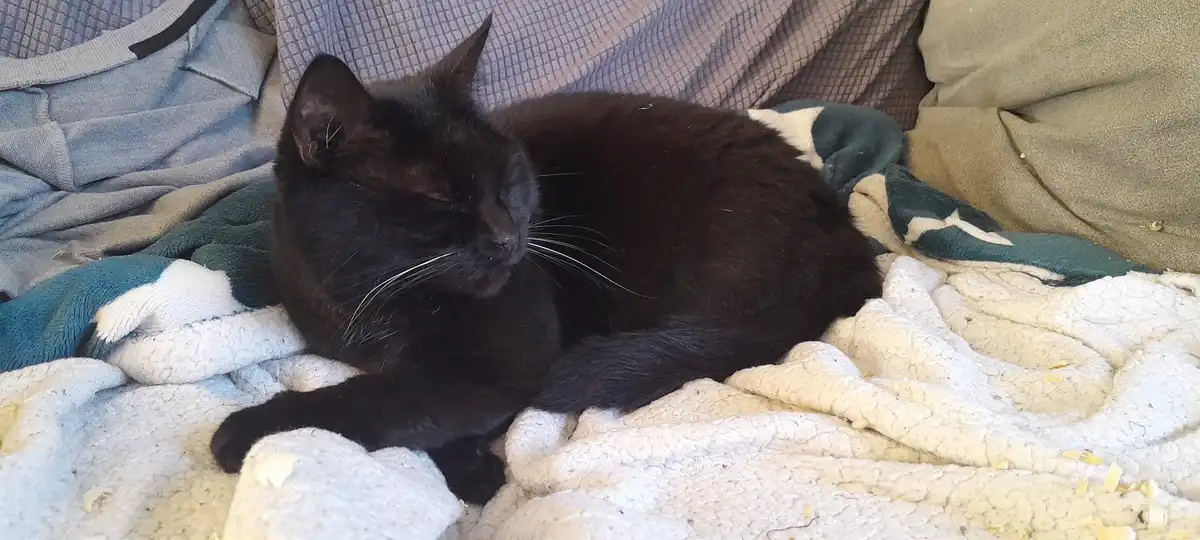 A black cat is curled up and sleeping soundly on a pile of blankets, including a white textured one and a green and white…