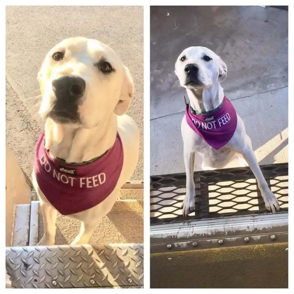 Two white dogs, one in a maroon bandana and one in a purple bandana, both wearing 'DO NOT FEED' text, sit on metal surfaces…