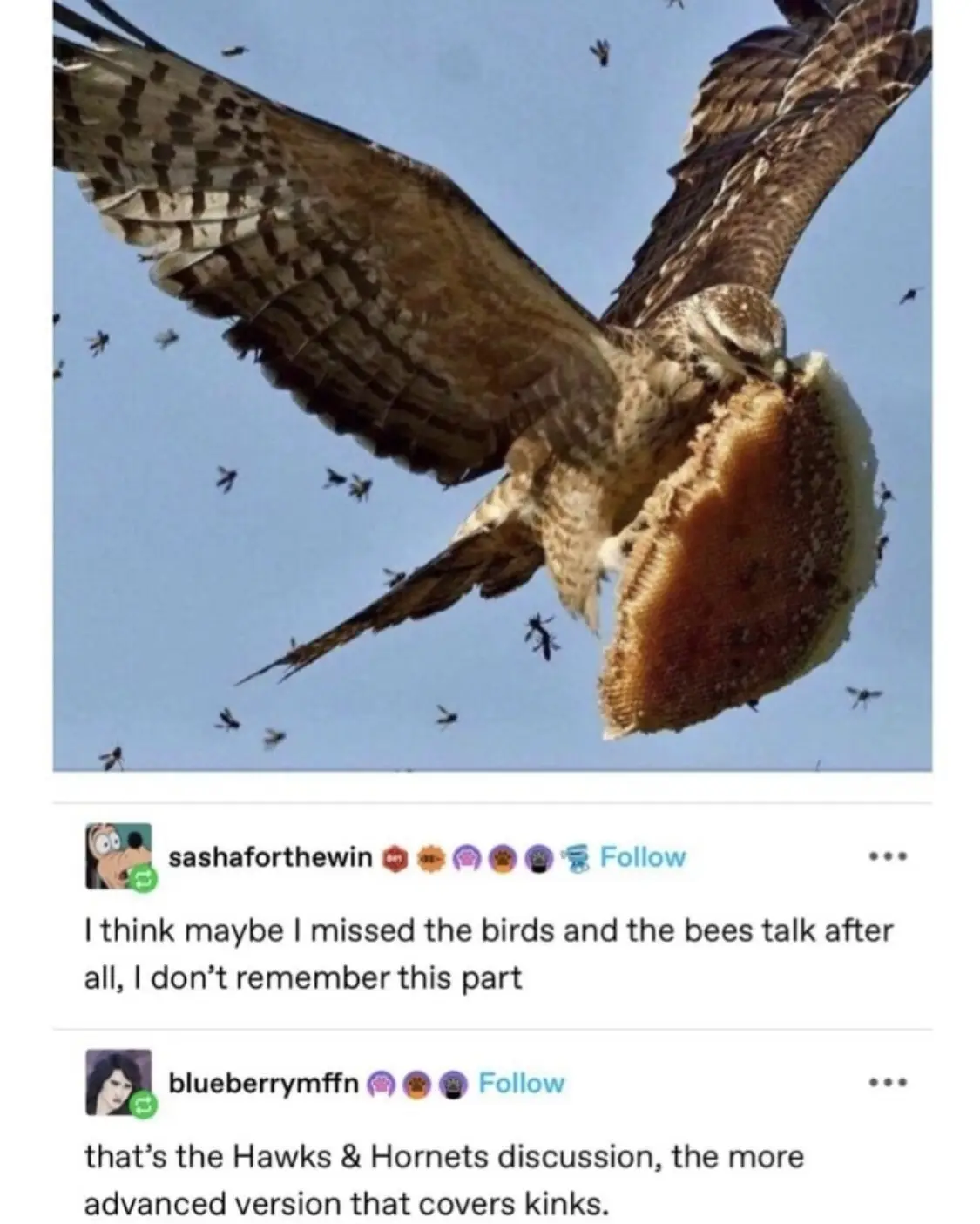 A hawk is shown in mid-flight against a blue sky, clutching a large piece of honeycomb in its beak, surrounded by numerous…