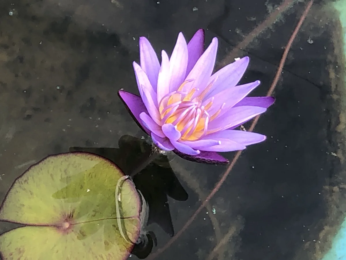 A close-up photo shows a vibrant purple water lily with yellow-orange center blooming on dark water, next to a large green…